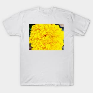 Pretty Yellows T-Shirt